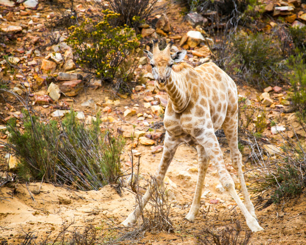 baby giraffe in Cape Town